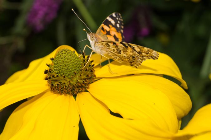 Brown butterfly on yellow flower