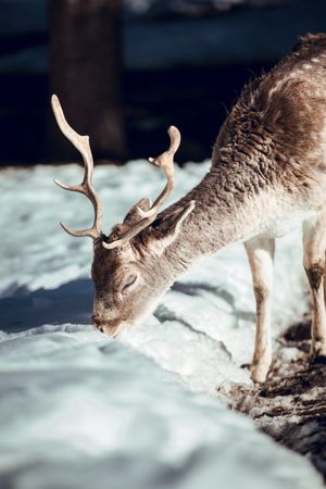 Deer pasturing near trees between snow