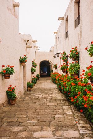 Outside passageway between buildings with red flowers