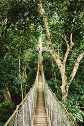 Back of woman in the distance walking on suspension bridge in forest