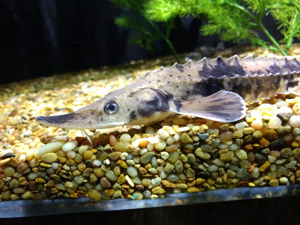 Sturgeon on Pebbles