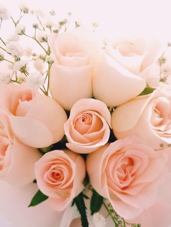 Bouquet of pink roses and gypsophila