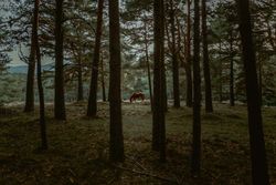 Peaceful horse eating grass at meadow by forest