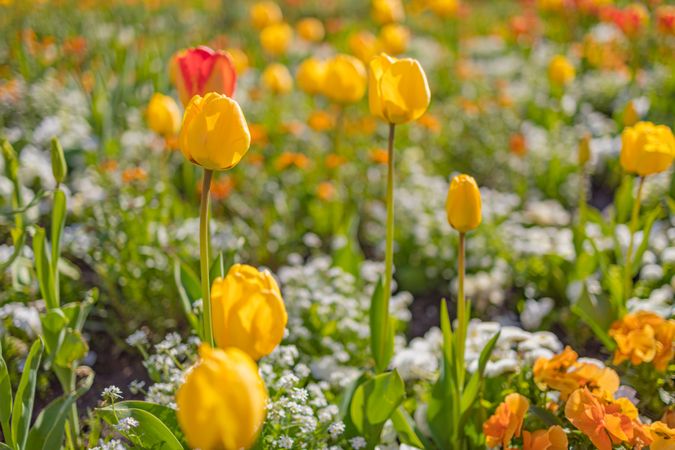 Yellow and orange tulips growing in a field