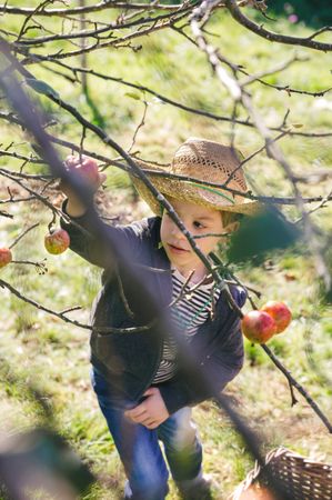 Happy boy with hat picking apples from tree