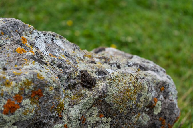 Tiny frog on the rock