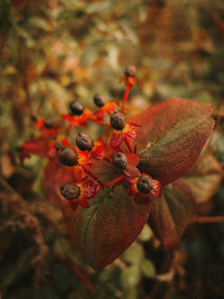 Wild poisonous ripe belladonna berries beside orange fern leaf