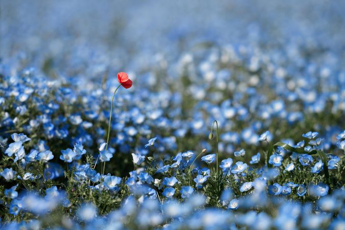 Single red poppy in field of blue flowers