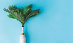 Champagne bottle with tropical green palm leaves on pastel blue background