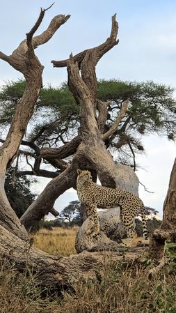 Cheetah standing on a tree in Kenya observing the savannah