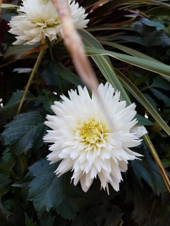 Dahlia flower, vertical crop