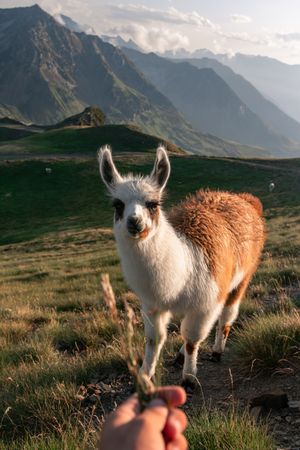 Hand feeding brown llama grazing on grass in mountains