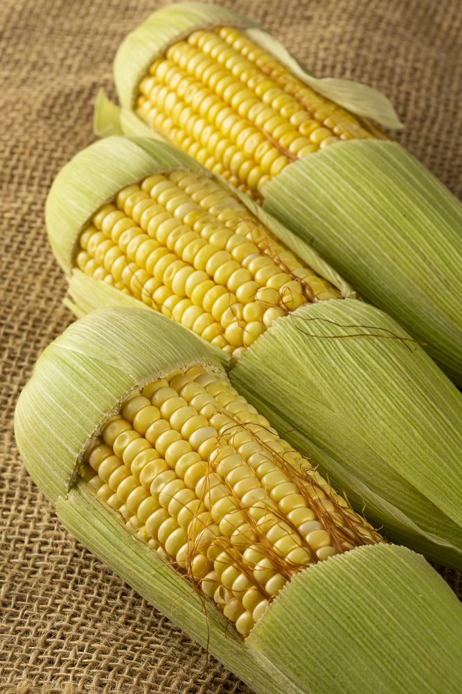 Green corn on the wooden table.