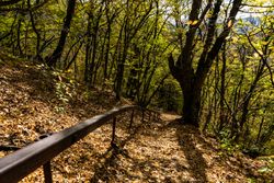 Forest pathway in autumnal Caucasus Mountain in Tianeti area in Georgia