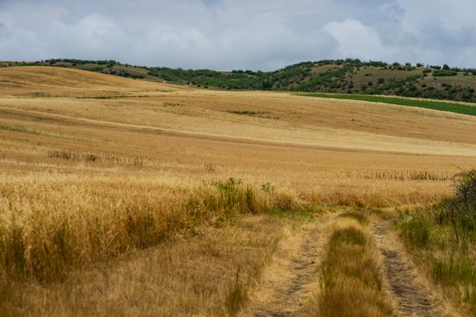 Rural lane in a field
