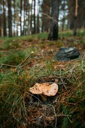 Fresh saffron mil cap (lactarius deliciosus) in pinewood