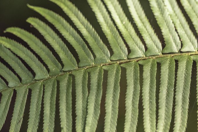 Close up of healthy green fern leaf