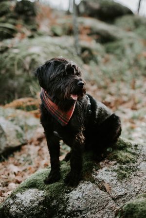 Big dog sitting on stone