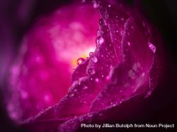 Close up side view of pink camellia flower with dew in dark studio 4NgZ2b