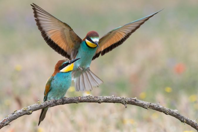 Birds standing on tree branch