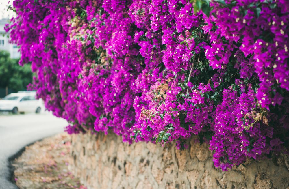 Side view of Bougainvillea tree flowers on stone wall on street