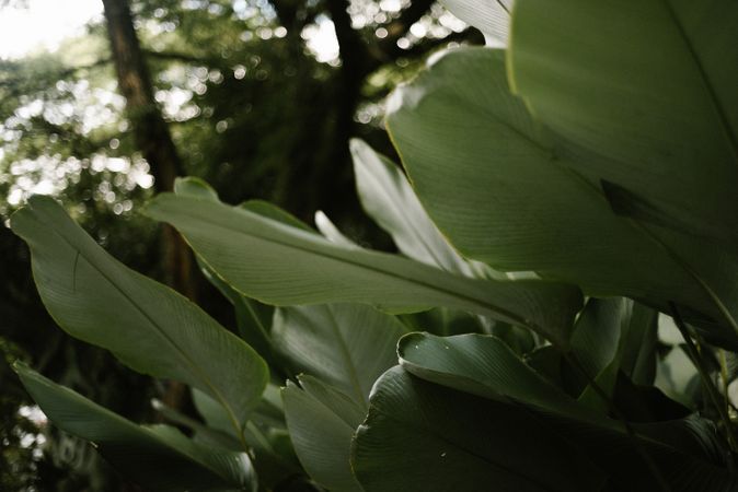 Big green leaves in forest