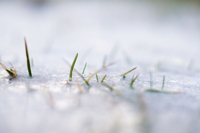 frozen spiky green grass growing in snow crust in winter