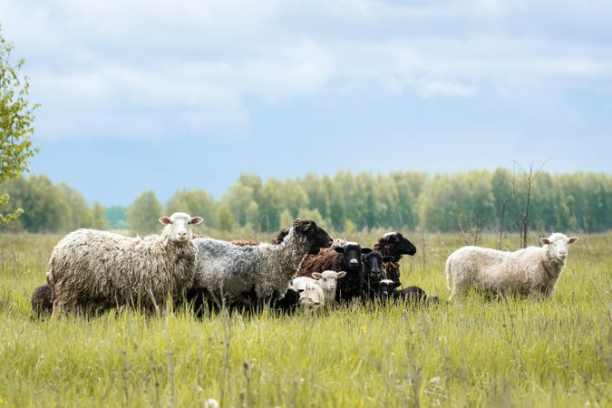 Herd of sheep on green grassland