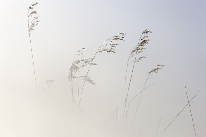 Transparent golden twigs on bright sky