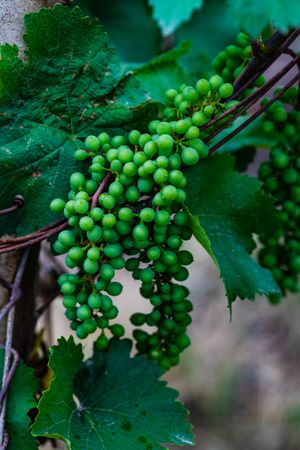 Fresh vineyard in Kakheti, Georgia