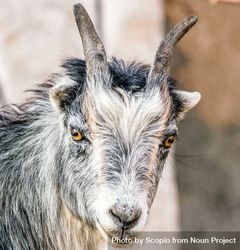 Goat in close up 4dmAAb