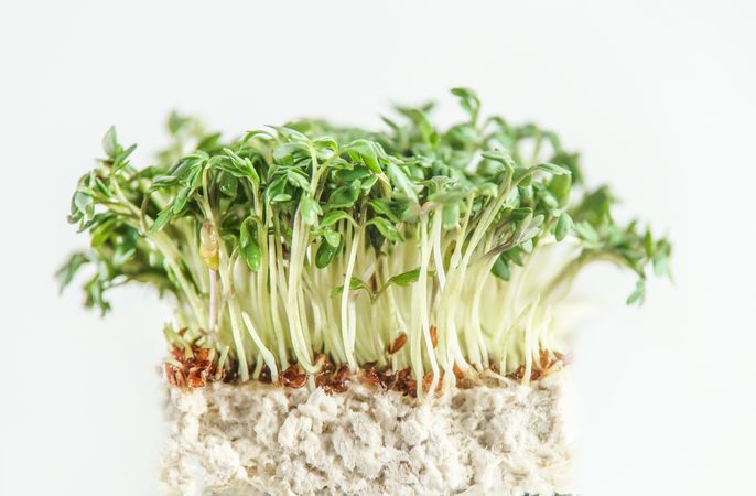 Microgreens sprouts growing