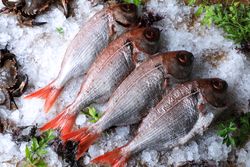 Big fish with red tail on ice cubes