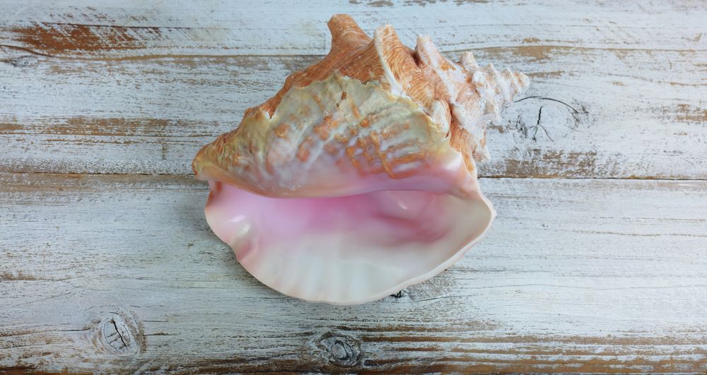 Conch sea shell on rustic wood
