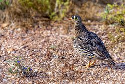 Lichtenstein's Sandgrouse, shy male bird, Samburu, Kenya
