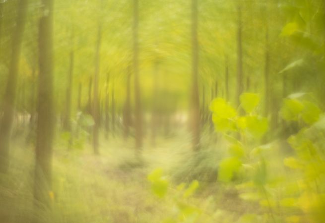 Blurred trees in forest