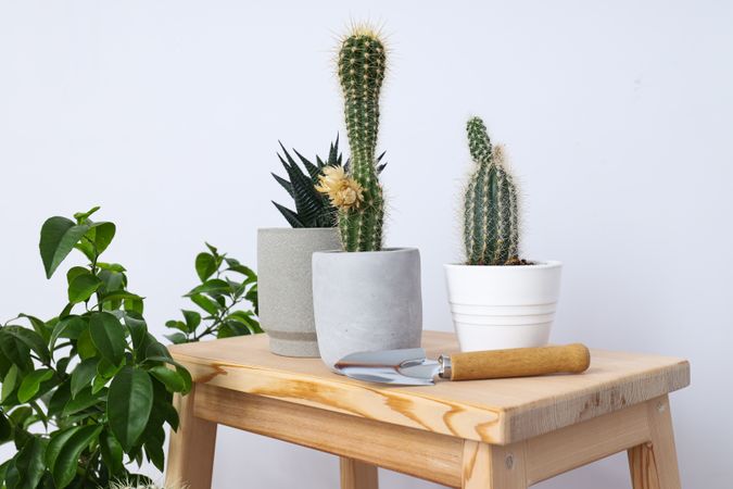 Cozy hobby - growing indoor plants at home