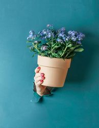Woman hand holding potted purple blooming plant of forget-me-not flowers in terracotta pot at blue wall background. Gardening concept. Front view.