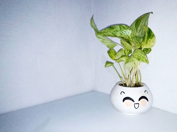 vase of ivy flower on desk