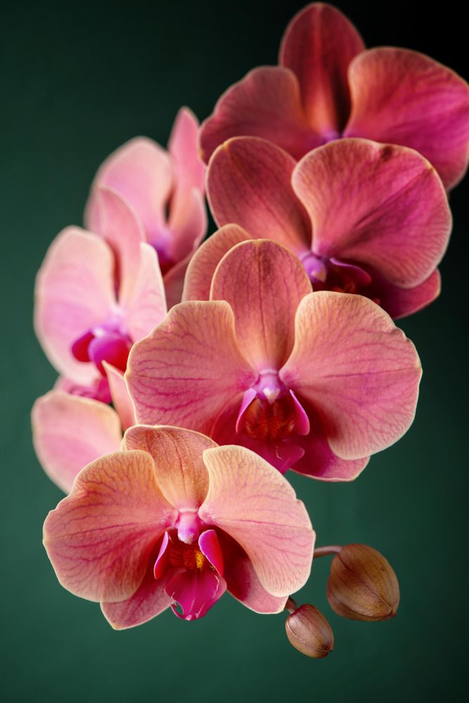 Tender pink orchid flowers on dark green background