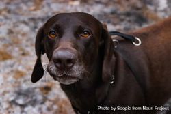 Dark Labrador retriever with brown leash 0VGMY5