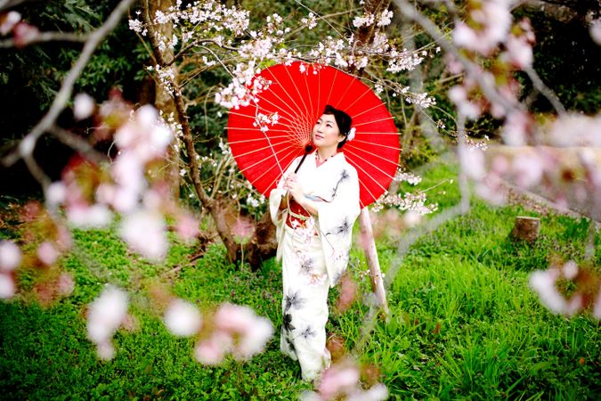 Japanese woman in light kimono holding a red umbrella near cherry blossom tree