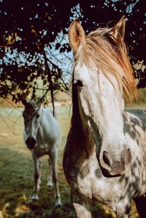 Horses pasturing on meadow
