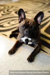 Cute brown French bulldog lays on floor and looks at camera 5RVLO5