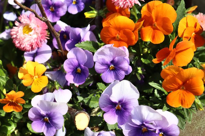 Beautiful flowers in a european garden in different colors