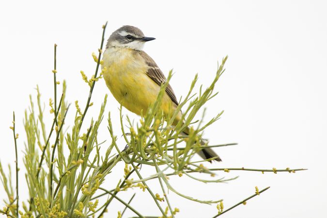 Wild bird on twig between plants