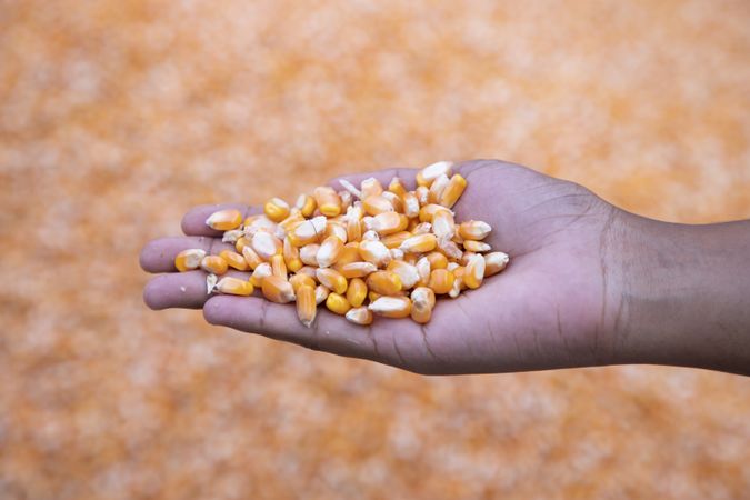 an agriculture concept in Corn seed hand