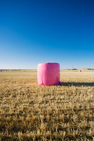 Bales wrapped with pink plastic