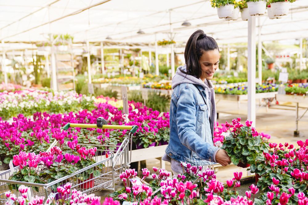 Content Hispanic woman choosing Cyclamen flowers