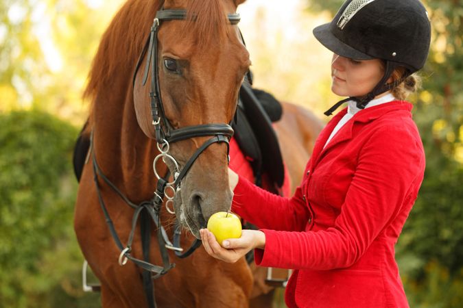 Pedigree horse being fed apple by equestrian in red uniform